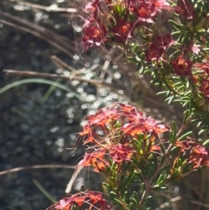 Calytrix tetragona at Googong Foreshore - 5 Dec 2023 01:09 PM