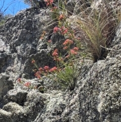 Calytrix tetragona at Googong Foreshore - 5 Dec 2023 01:09 PM