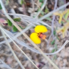 Bossiaea buxifolia at Namadgi National Park - 5 Dec 2023 10:11 AM