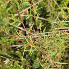Acacia siculiformis (Dagger Wattle) at Namadgi National Park - 4 Dec 2023 by BethanyDunne