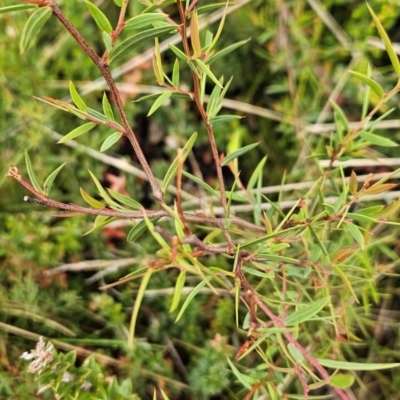 Acacia siculiformis (Dagger Wattle) at Namadgi National Park - 4 Dec 2023 by BethanyDunne
