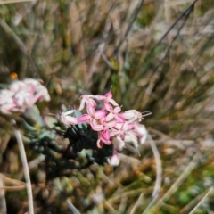 Pimelea alpina (Alpine Rice-flower) at Namadgi National Park - 5 Dec 2023 by BethanyDunne