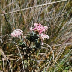 Pimelea alpina at Namadgi National Park - 5 Dec 2023