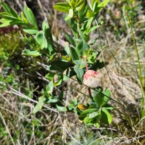 Pimelea ligustrina subsp. ciliata at Namadgi National Park - 5 Dec 2023 02:47 PM