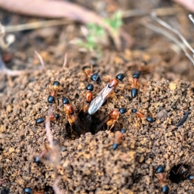 Camponotus consobrinus (Banded sugar ant) at Higgins, ACT - 27 Nov 2023 by Untidy