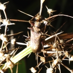 Acalolepta mixta at Sippy Downs, QLD - 22 Nov 2023 02:08 PM