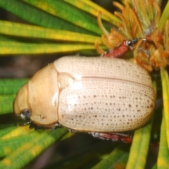 Anoplognathus pallidicollis at Sippy Downs, QLD - 23 Nov 2023 01:32 PM