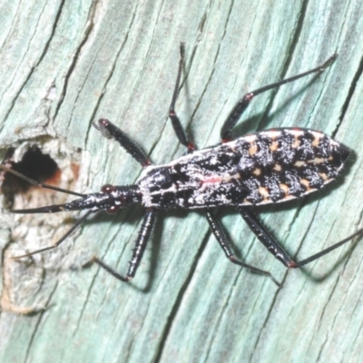 Reduviidae (family) (An assassin bug) at Warana, QLD - 24 Nov 2023 by Harrisi