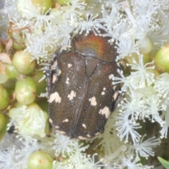 Glycyphana stolata (Brown Flower Beetle) at Sippy Downs, QLD - 23 Nov 2023 by Harrisi