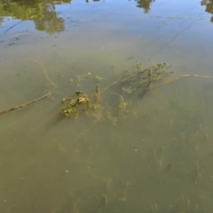 Veronica anagallis-aquatica at Gungahlin Pond - 5 Dec 2023