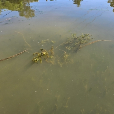 Veronica anagallis-aquatica (Blue Water Speedwell) at Gungahlin Pond - 4 Dec 2023 by Jiggy