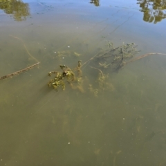 Veronica anagallis-aquatica at Gungahlin Pond - 5 Dec 2023