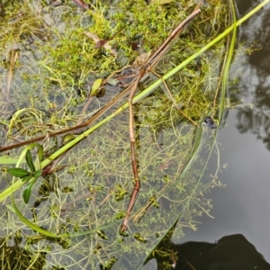 Crassula helmsii at Lake Tuggeranong - 4 Dec 2023