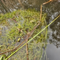 Crassula helmsii at Lake Tuggeranong - 4 Dec 2023 08:32 AM