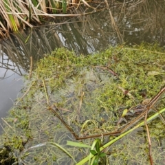 Crassula helmsii at Lake Tuggeranong - 4 Dec 2023 08:32 AM