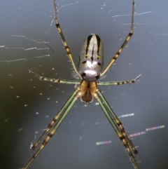 Unidentified Orb-weaving spider (several families) at Wellington Point, QLD - 4 Dec 2023 by TimL