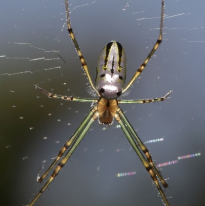 Leucauge dromedaria (Silver dromedary spider) at Wellington Point, QLD - 5 Dec 2023 by TimL