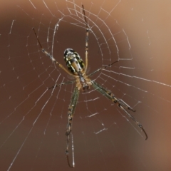 Leucauge dromedaria at Wellington Point, QLD - suppressed
