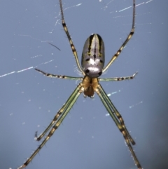 Leucauge dromedaria at Wellington Point, QLD - suppressed