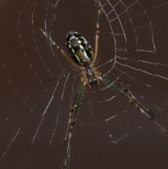 Leucauge dromedaria at Wellington Point, QLD - suppressed