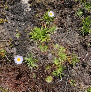 Brachyscome obovata at Namadgi National Park - 5 Dec 2023 03:05 PM