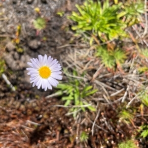 Brachyscome obovata at Namadgi National Park - 5 Dec 2023 03:05 PM