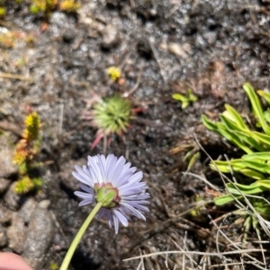 Brachyscome obovata at Namadgi National Park - 5 Dec 2023 03:05 PM