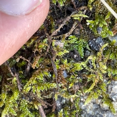 Sphagnum sp. (genus) (Sphagnum moss) at Namadgi National Park - 5 Dec 2023 by nathkay