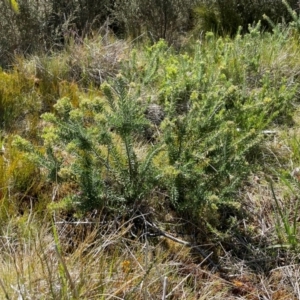 Grevillea lanigera at Namadgi National Park - 4 Dec 2023