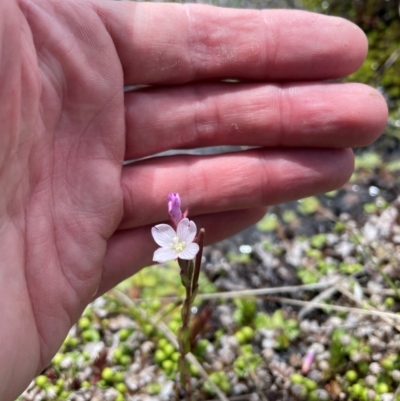 Epilobium gunnianum (Gunn's Willow-herb) at Namadgi National Park - 4 Dec 2023 by nath_kay