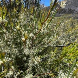 Hakea microcarpa at Namadgi National Park - 4 Dec 2023