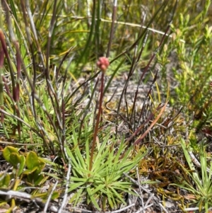 Stylidium montanum at Namadgi National Park - 5 Dec 2023 02:02 PM