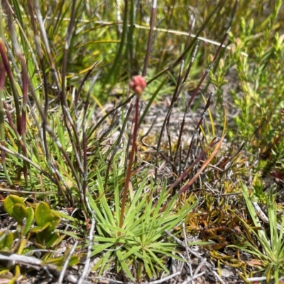 Stylidium montanum (alpine triggerplant) at Namadgi National Park - 5 Dec 2023 by nathkay