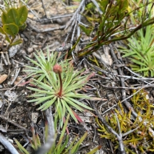 Stylidium montanum at Namadgi National Park - 5 Dec 2023 02:02 PM