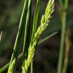 Agrostis capillaris at Higgins Woodland - 5 Dec 2023