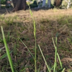 Agrostis capillaris at Higgins Woodland - 5 Dec 2023