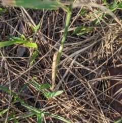 Agrostis capillaris at Higgins Woodland - 5 Dec 2023