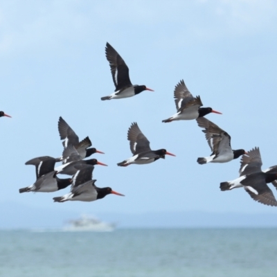 Haematopus longirostris (Australian Pied Oystercatcher) at Wellington Point, QLD - 19 Nov 2023 by TimL