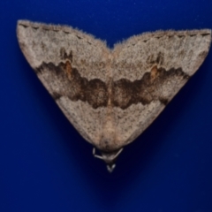 Dichromodes estigmaria (Pale Grey Heath Moth) at QPRC LGA - 4 Dec 2023 by DianneClarke