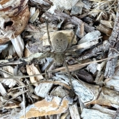 Sparassidae (family) (A Huntsman Spider) at Aranda, ACT - 6 Dec 2023 by KMcCue