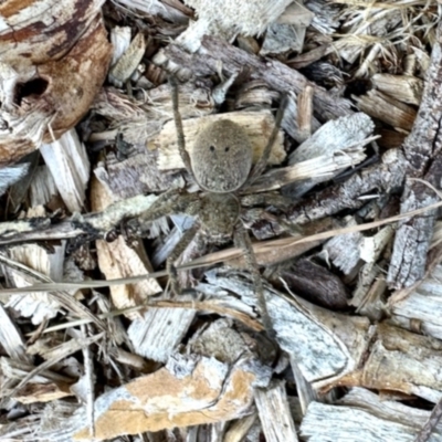 Sparassidae (family) (A Huntsman Spider) at Aranda, ACT - 5 Dec 2023 by KMcCue