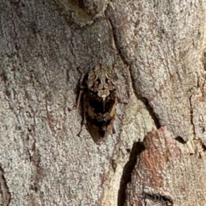 Stenocotis depressa at Aranda, ACT - 6 Dec 2023