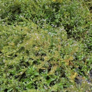 Veronica anagallis-aquatica at Lake Burley Griffin Central/East - 23 Nov 2023