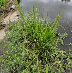 Veronica anagallis-aquatica at Lake Burley Griffin Central/East - 23 Nov 2023