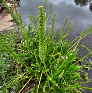 Cycnogeton procerum at JER700: JWs - Eyrie St Wetland - 23 Nov 2023