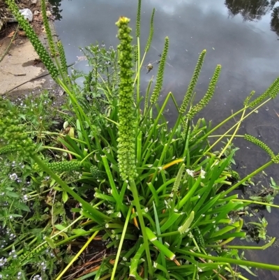 Cycnogeton procerum (Nareli, Swamp Arrowgrass) at Kingston, ACT - 23 Nov 2023 by Jiggy