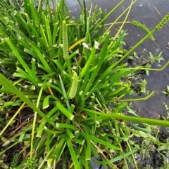 Cycnogeton procerum at JER700: JWs - Eyrie St Wetland - 23 Nov 2023 11:28 AM