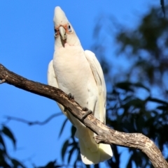 Cacatua tenuirostris X sanguinea (Long-billed X Little Corella (Hybrid)) at Hughes, ACT - 2 Dec 2023 by LisaH