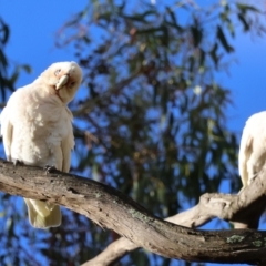 Cacatua tenuirostris X sanguinea at Hughes, ACT - 2 Dec 2023