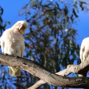 Cacatua tenuirostris X sanguinea at Hughes, ACT - 2 Dec 2023